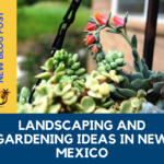 Landscaping and Gardening Ideas in New Mexico