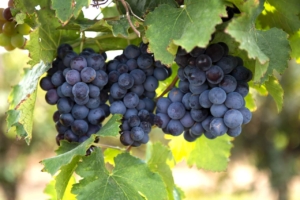 Photo credit: Rio Grande Winery and Vineyard